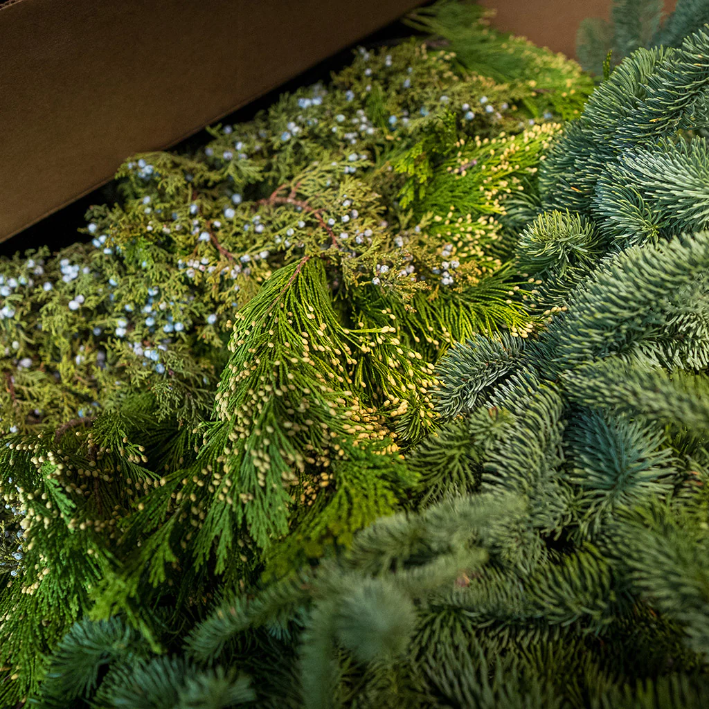 Box of Evergreens - Image 4
