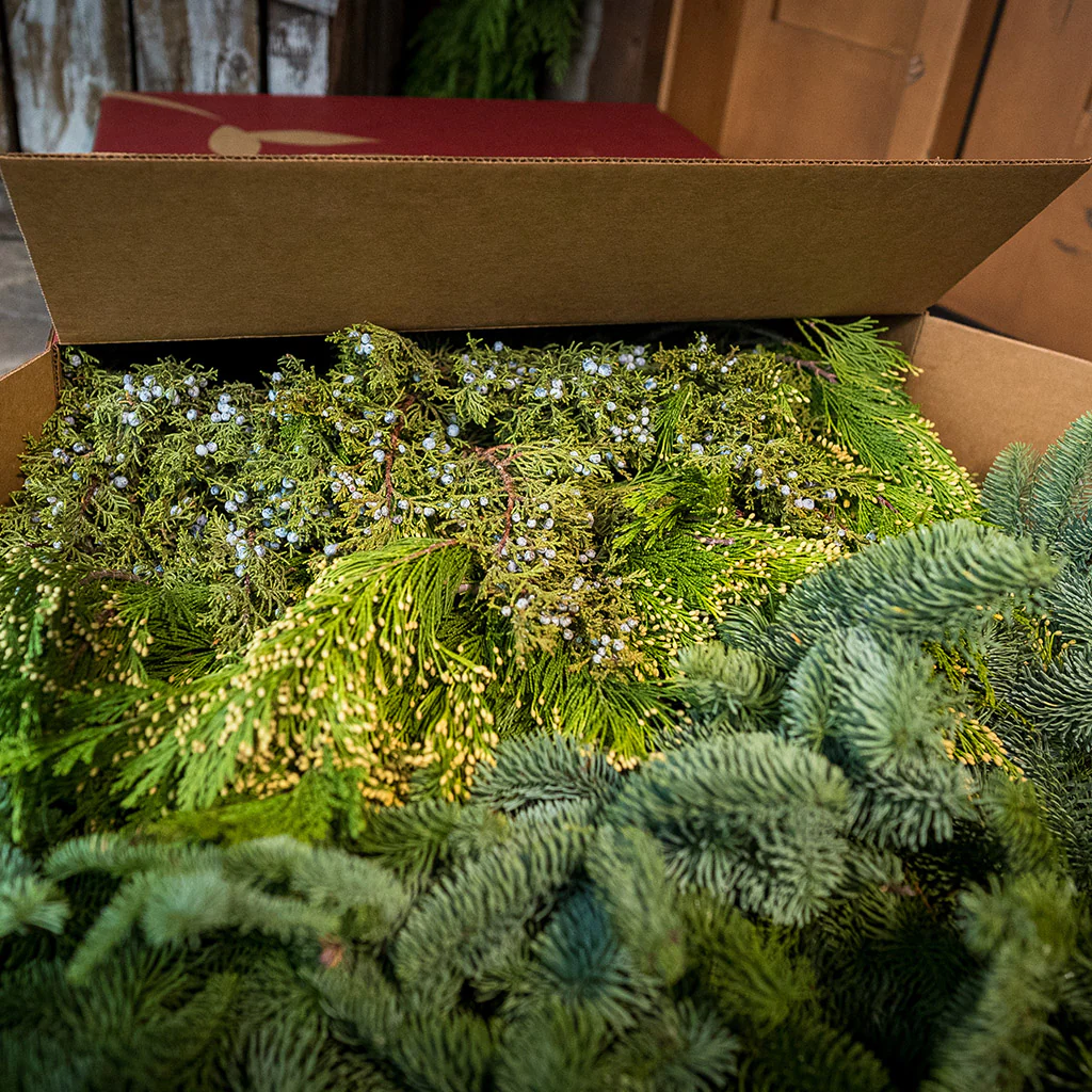 Box of Evergreens - Image 8