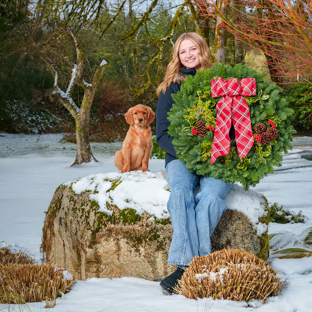 Classic Holly - Image 5