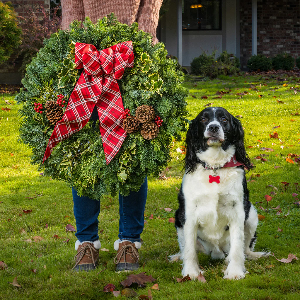 Classic Holly - Image 7