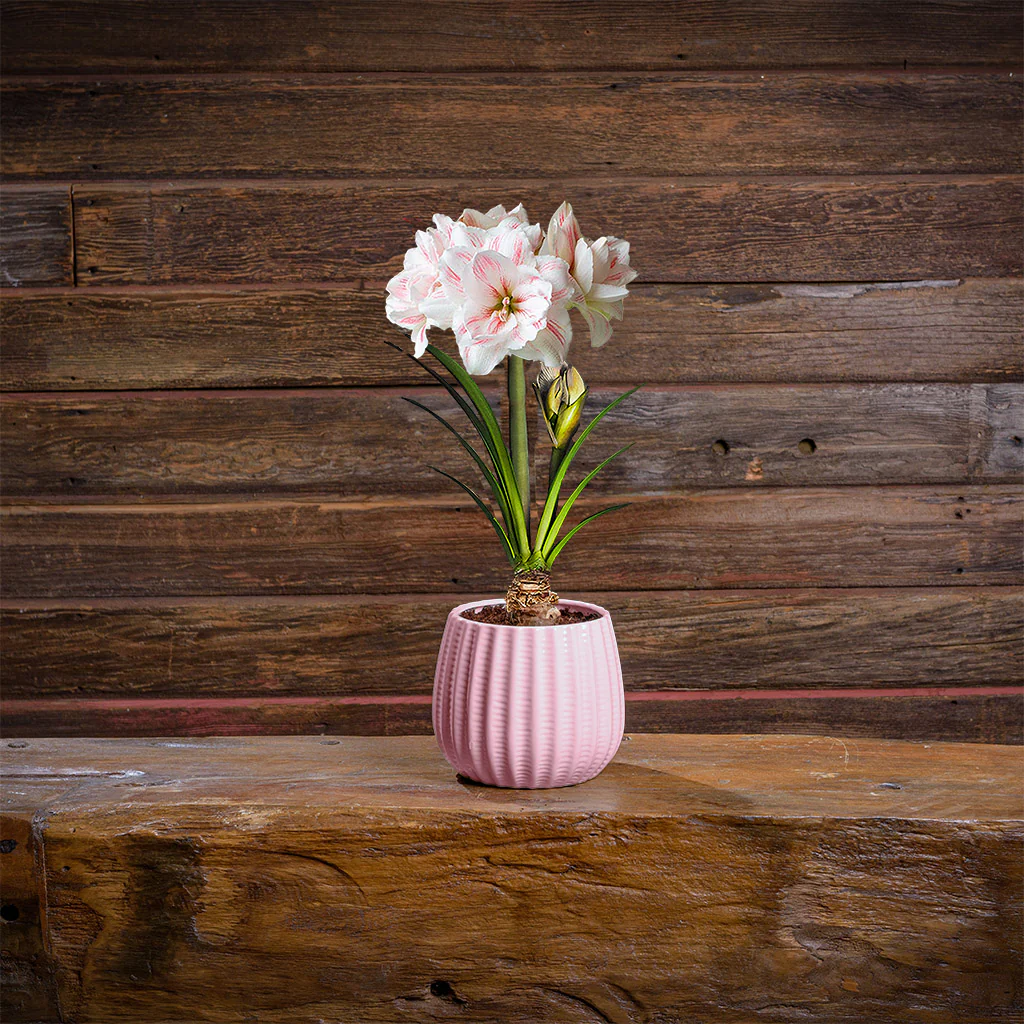 Graceful Moments Amaryllis - Image 4