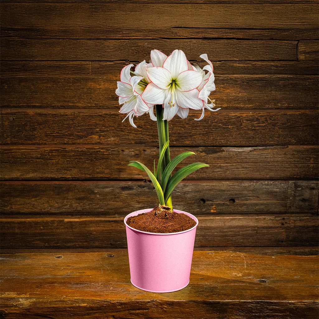 Jubilee Amaryllis - Image 4