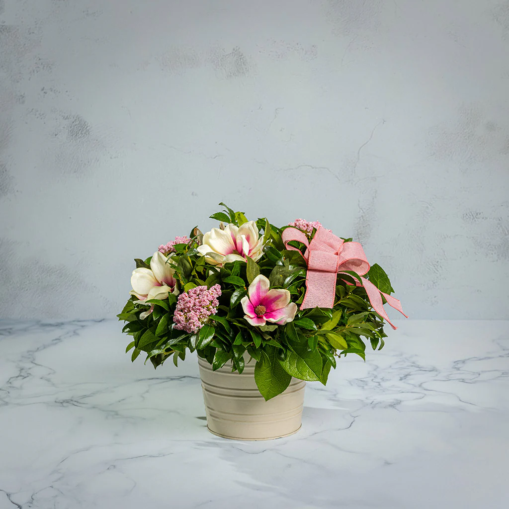 Magnolia Grace - Image 4
