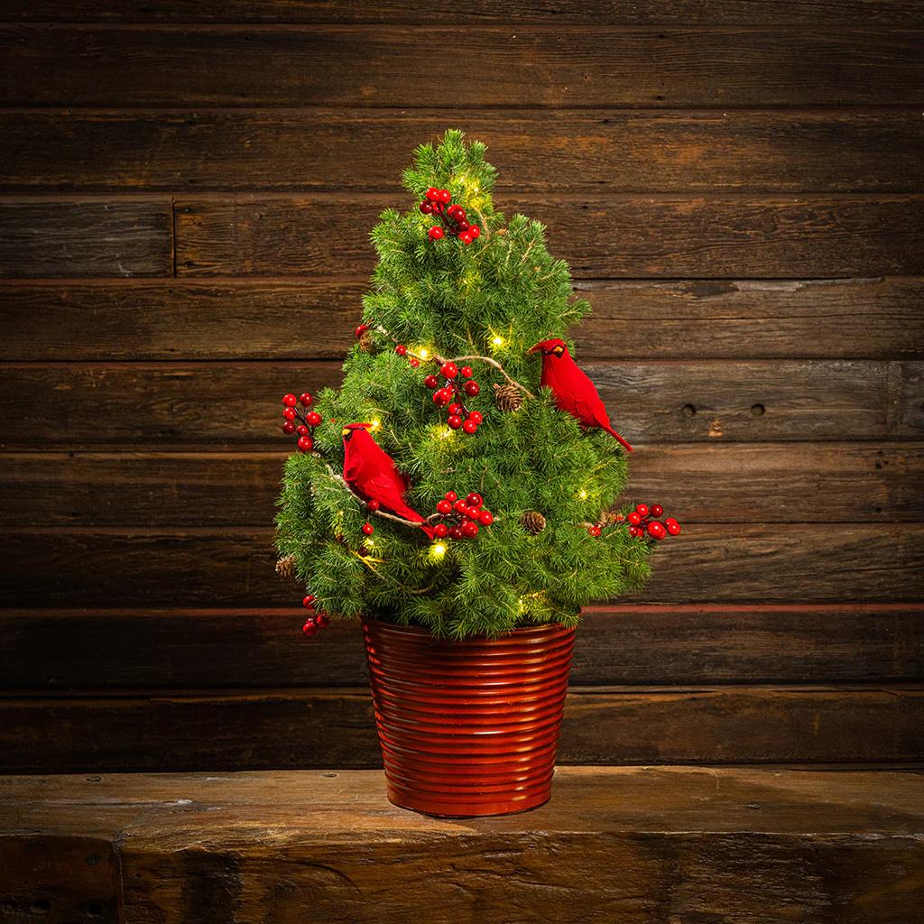 Merry Redbirds Living Christmas Tree - 2 Gallons - Image 3