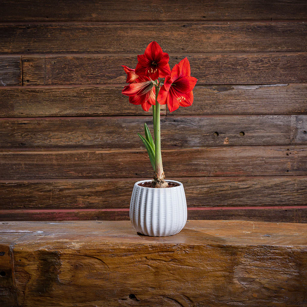 Ruby Blooms Amaryllis - Image 5