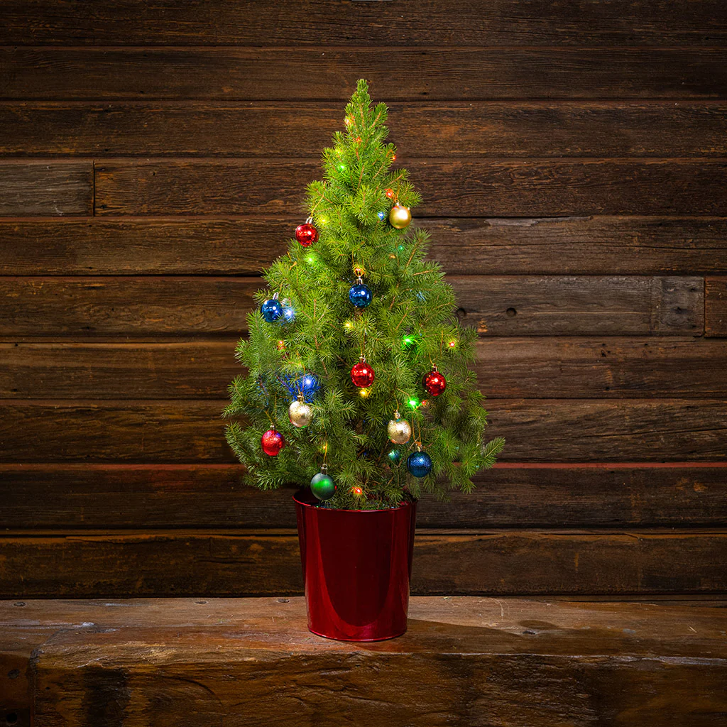 Sparkle and Joy Living Christmas Tree - 1 Gallon - Image 3